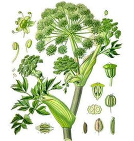 Starwest Botanical Angelica Root | 1/2 oz.