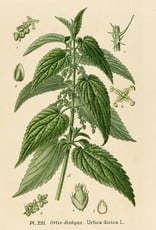 Stinging Nettles Leaf