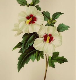 Hibiscus Flowers | 1/2 oz.