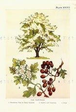 Hawthorn Berries | 1/2 oz.