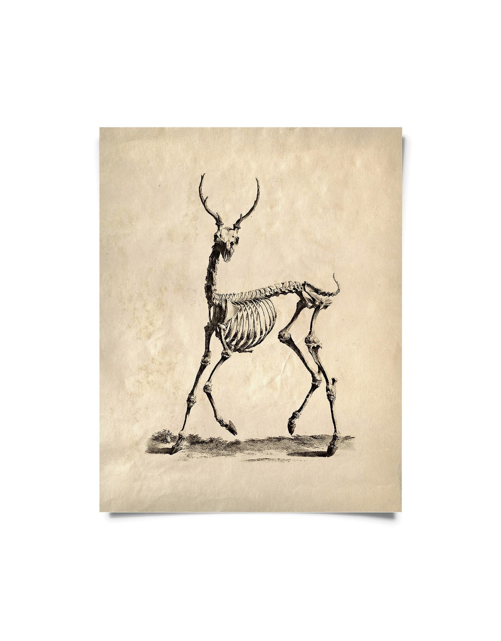 Curious Prints Vintage Natural Deer Skeleton Print | 8 x 10"
