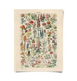 Curious Prints Vintage Botanical Fleurs Garden Flower Print | 11 x 14"