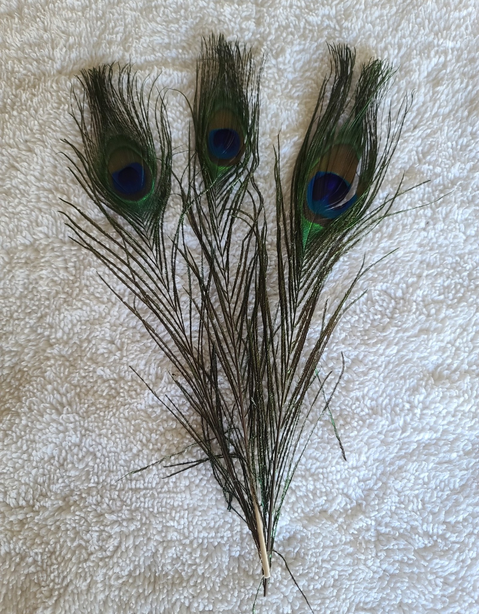 Small Peacock Feathers