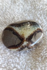 Septarian Palm Stones