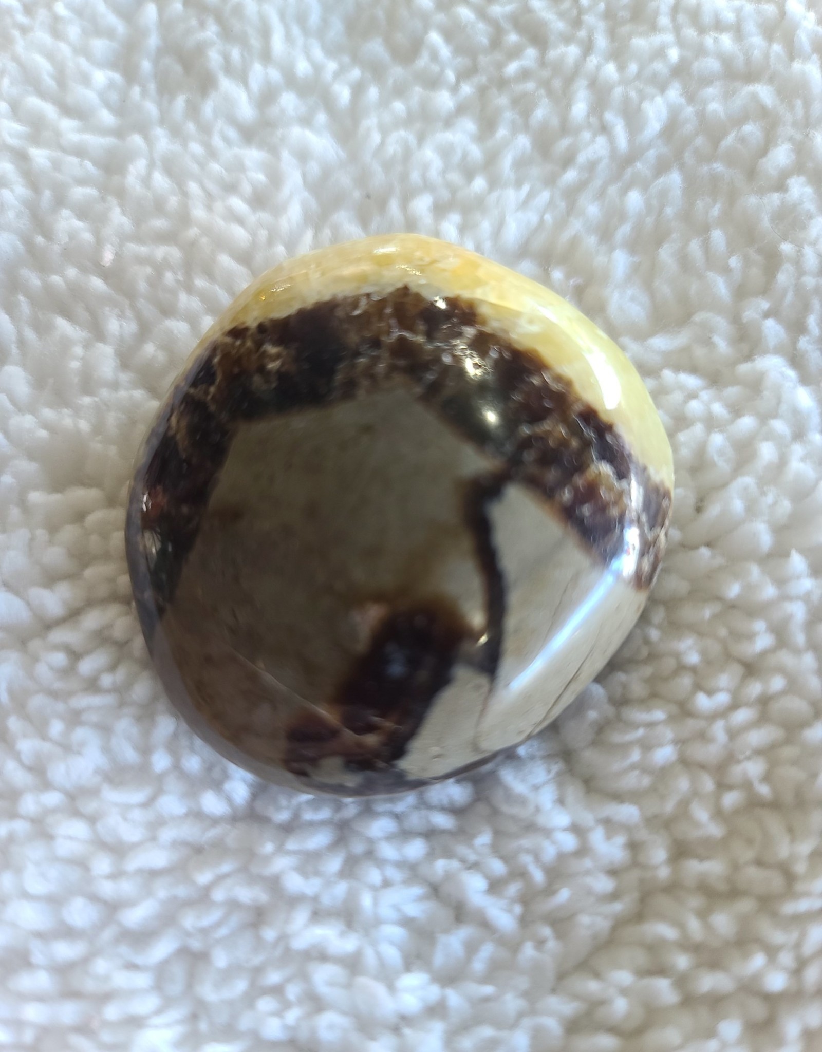 Septarian Palm Stones