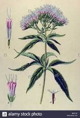 Boneset | 1/2 oz.