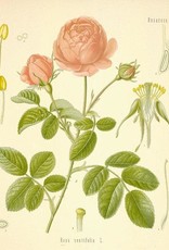 Rose Buds & Petals | 1/2 oz.