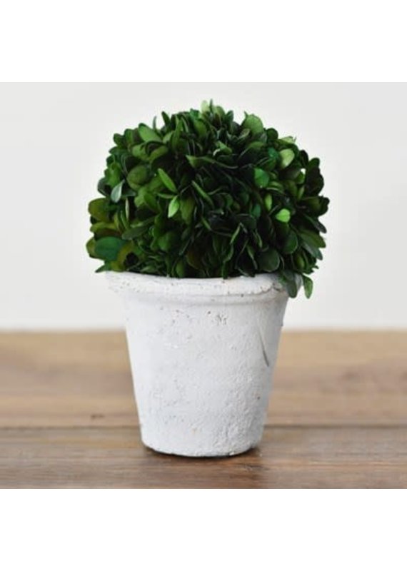 Home & Garden 7" Preserved Boxwood Faux Plant