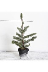 Pd Home & Garden 16" Tree in Charcoal Pot