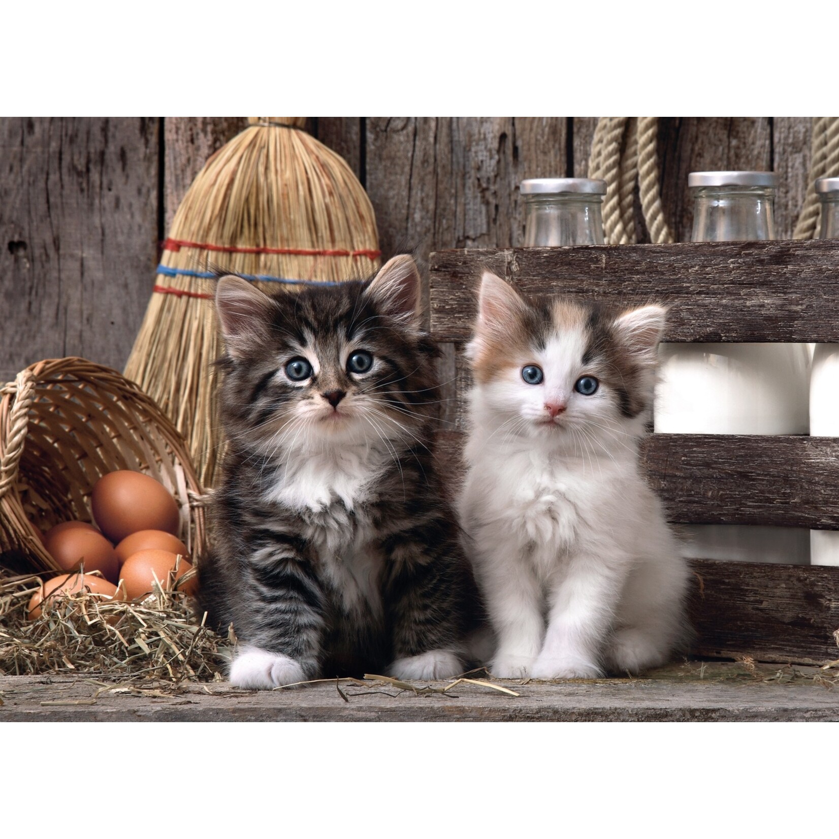 Clementoni Lovely Kittens - 1000 Piece Puzzle