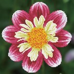 Diamond Dotz Daisy a Day - Facet Art Kit