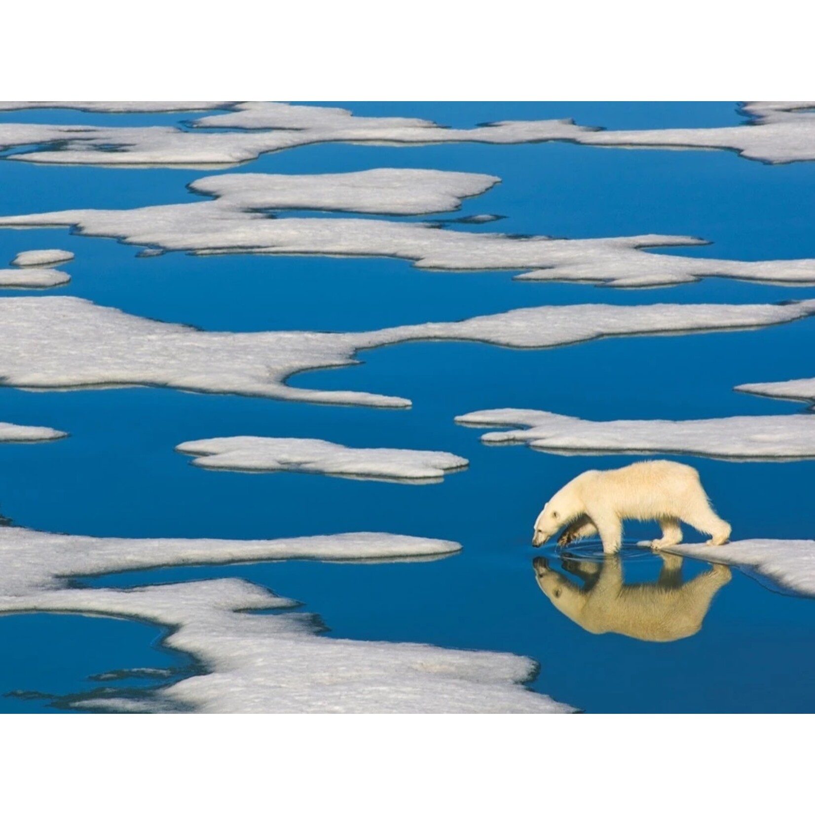 New York Puzzle Co Polar Bear on Ice - 500 Piece Puzzle