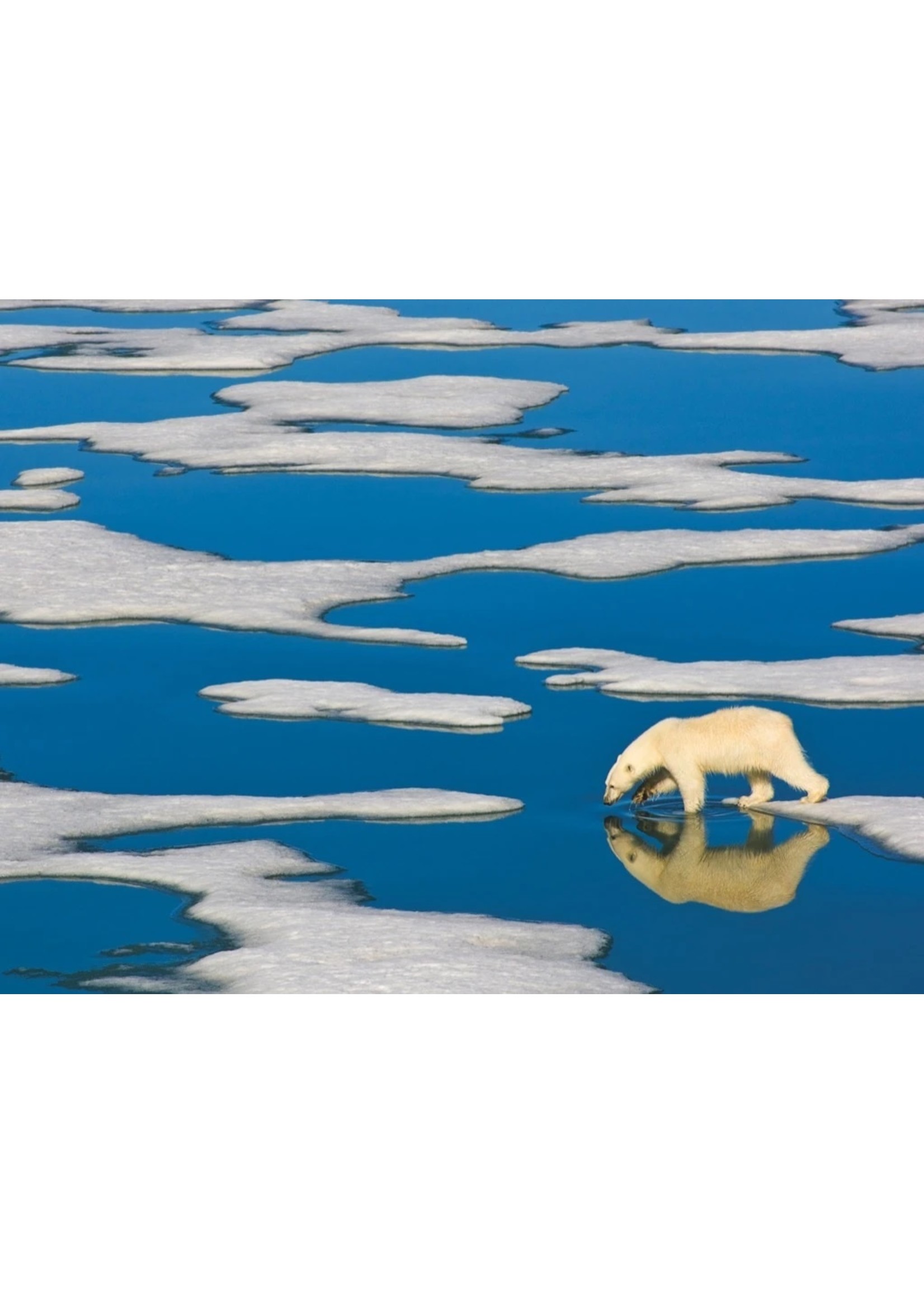 New York Puzzle Co Polar Bear on Ice - 500 Piece Puzzle