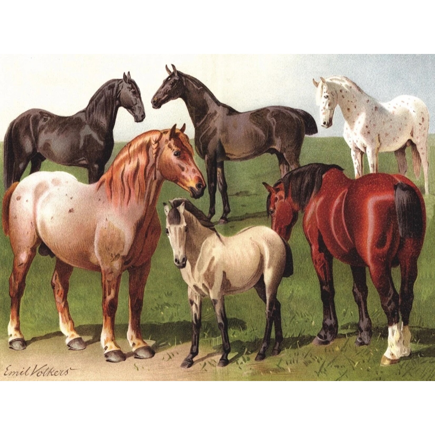 New York Puzzle Co Horse Breeds - 1000 Piece Puzzle