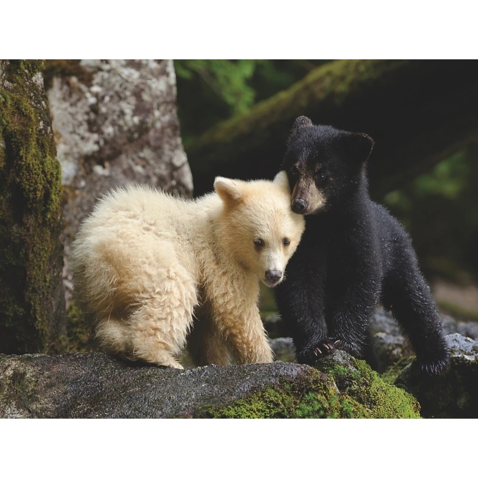 New York Puzzle Co Bear Buddies - 1000 Piece Puzzle