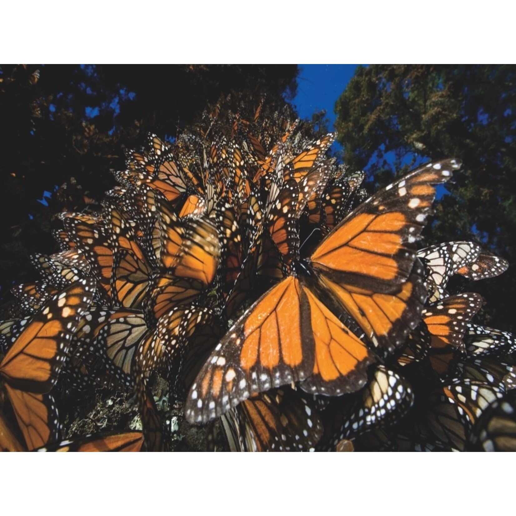 New York Puzzle Co Monarch Butterflies - 1000 Piece Puzzle
