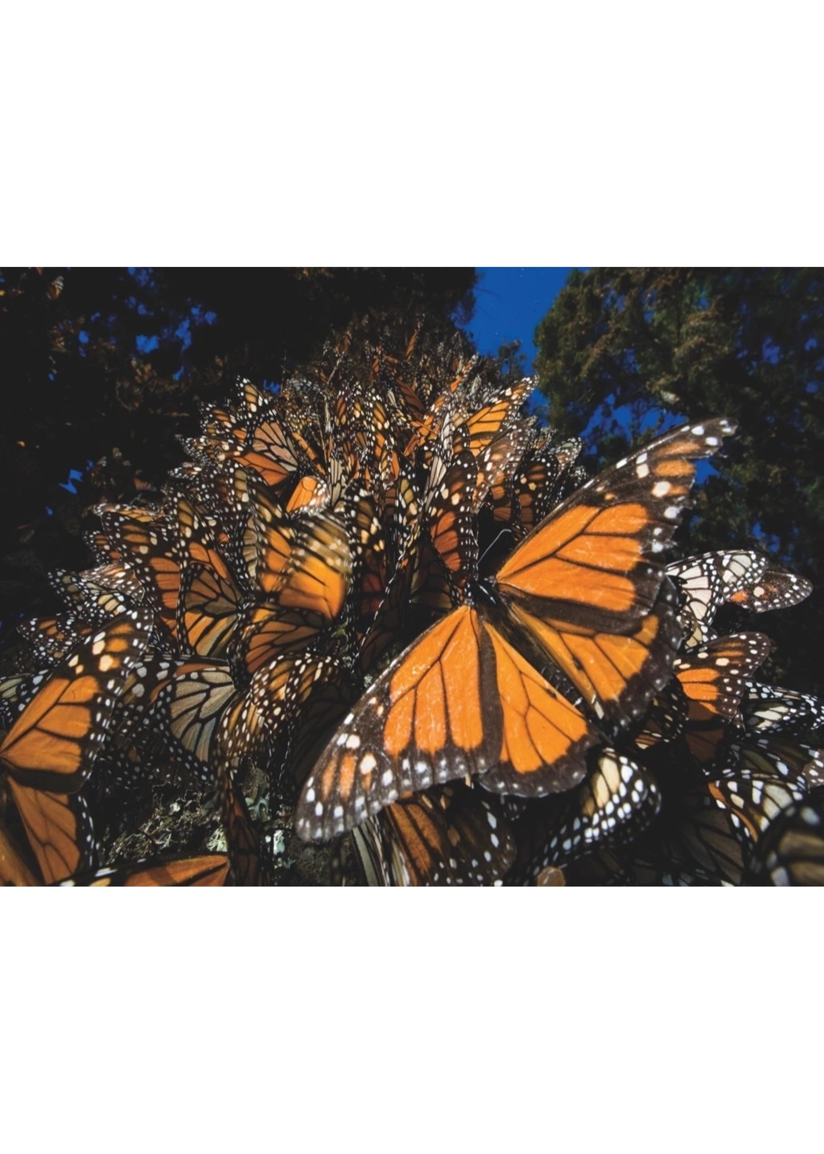 New York Puzzle Co Monarch Butterflies - 1000 Piece Puzzle