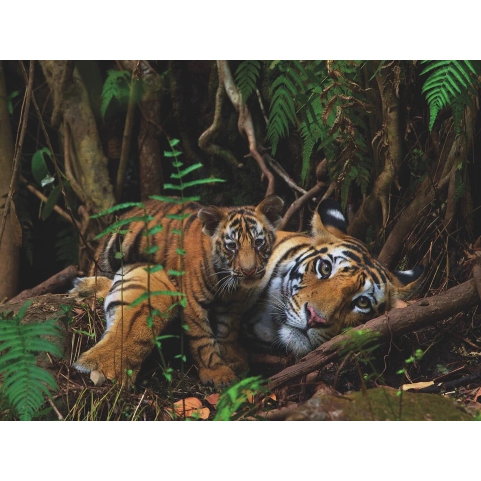 New York Puzzle Co Mother Tiger and Cub - 1000 Piece Puzzle