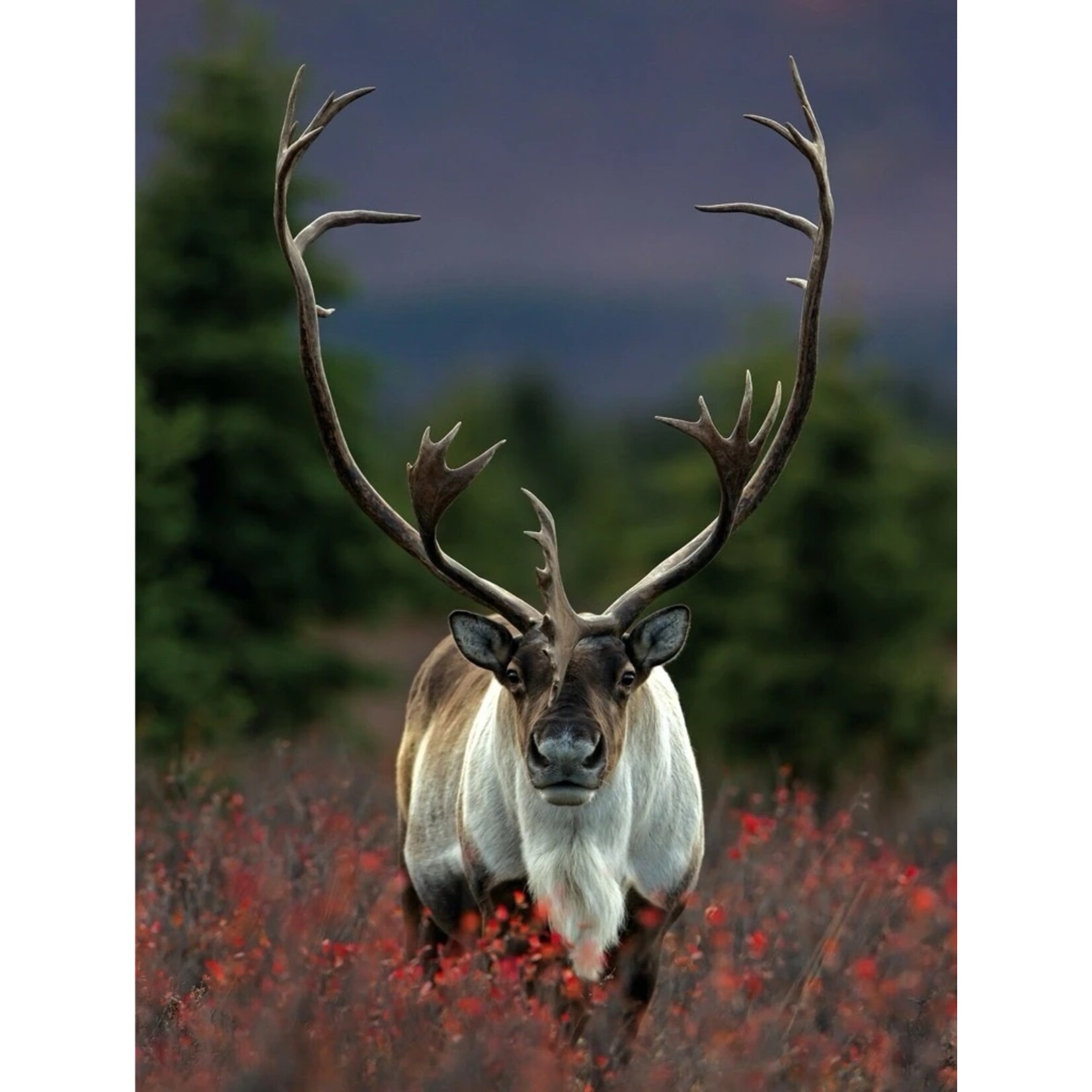 New York Puzzle Co Spirit of the North - 1000 Piece Puzzle