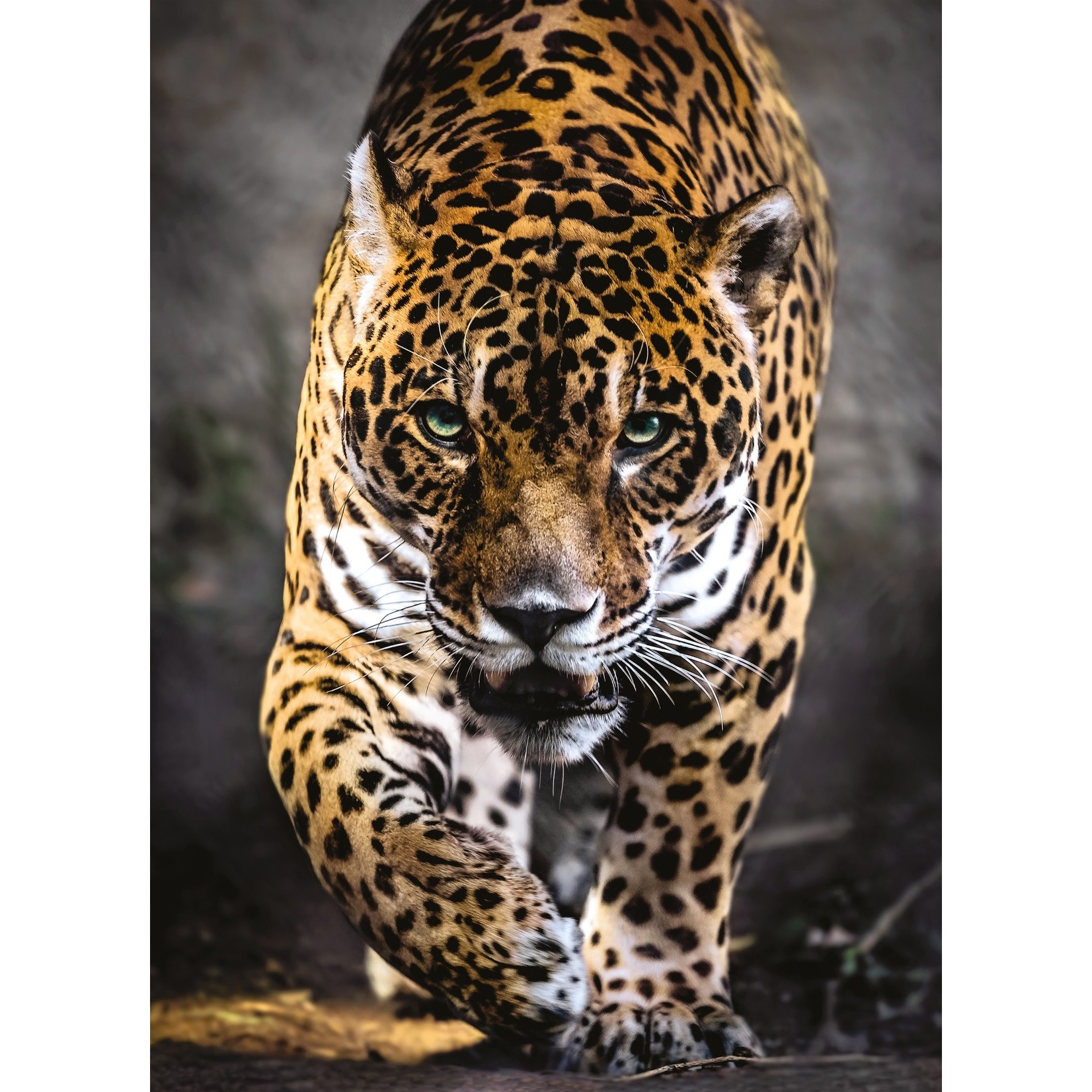 Clementoni Walk of the Jaguar - 1000 Piece Puzzle