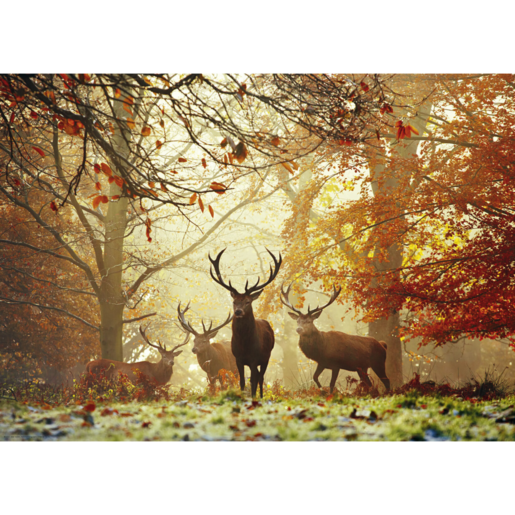 Heye Stags - 1000 Piece Puzzle