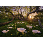 Heye Calla Clearing - 1000 Piece Puzzle