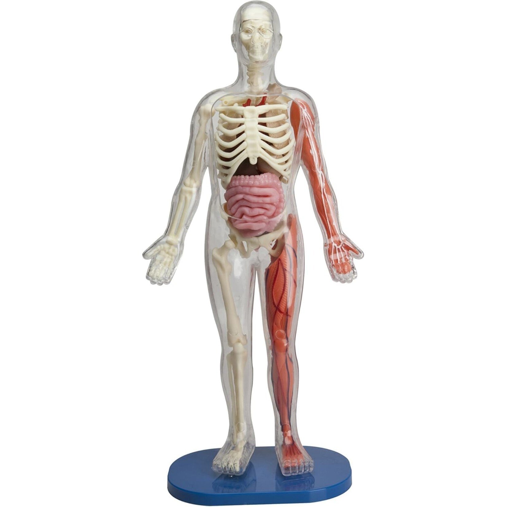 Smart Lab Squishy Human Body