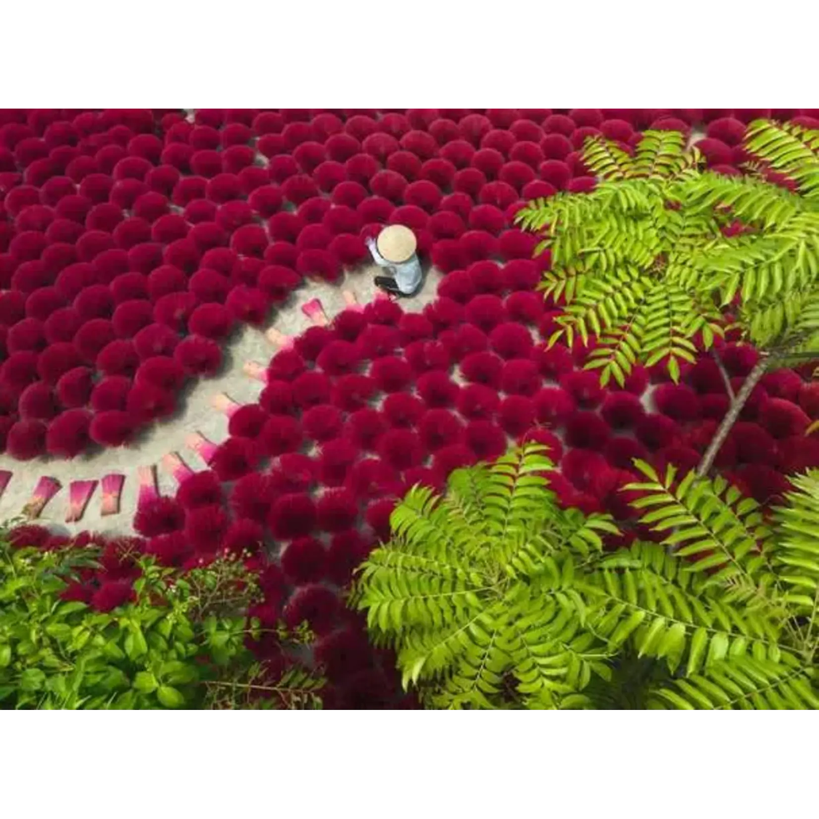 Ravensburger A Sea of Red - 500 Piece