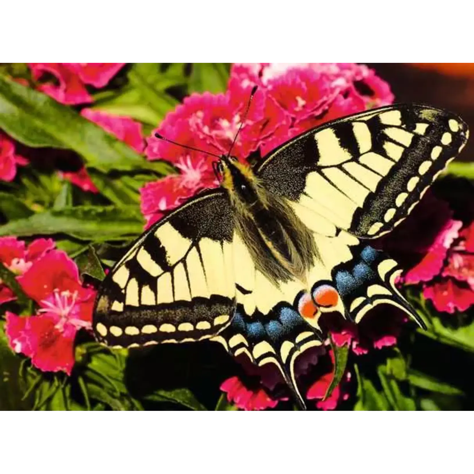 Ravensburger Butterfly - 500 Piece