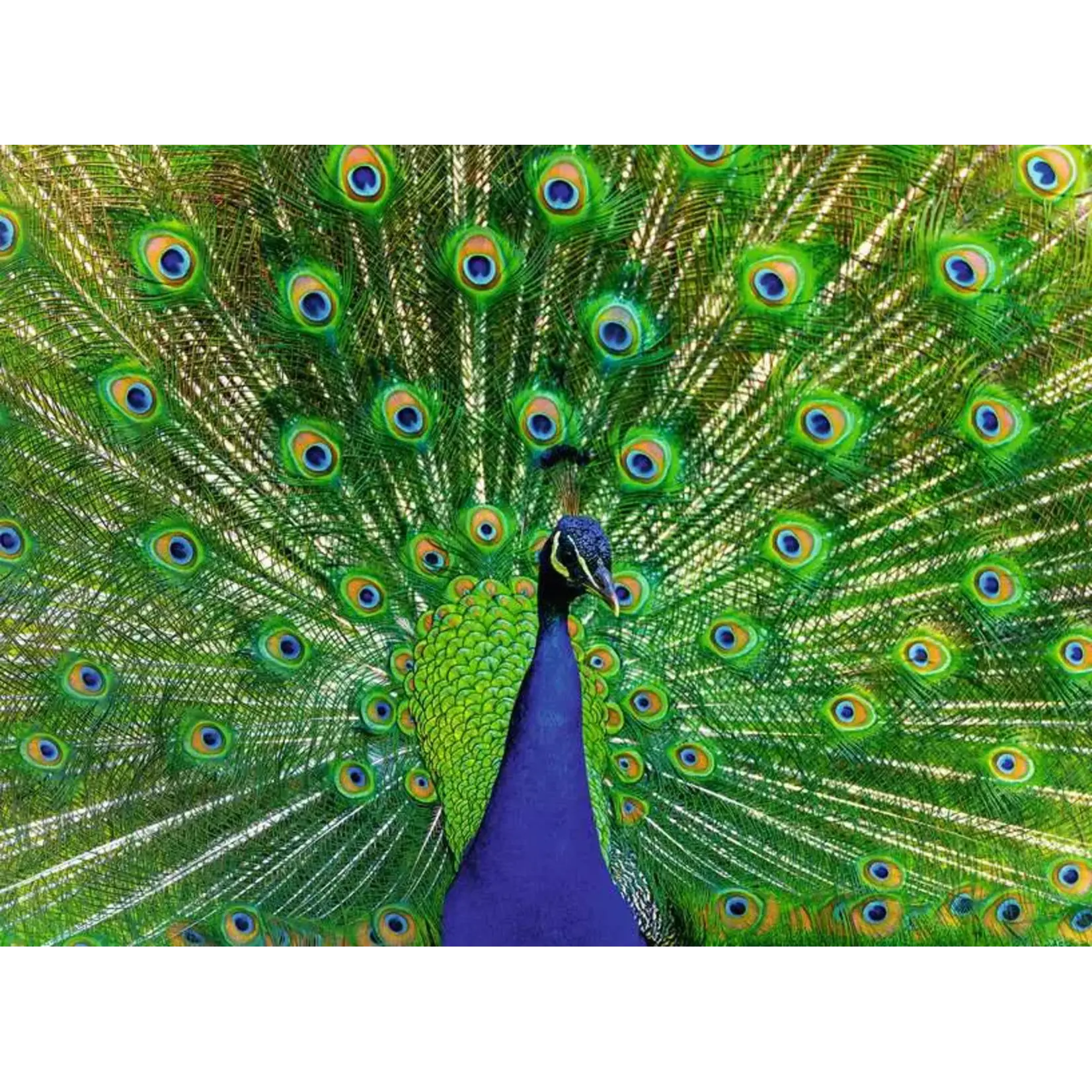 Ravensburger Peacock - 500 Piece