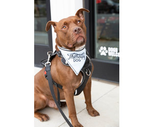 Therapy dog cheap scarf