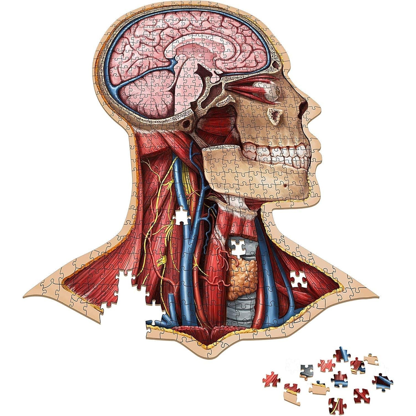 Genius Games Dr. Livingston's Anatomy Puzzle Head
