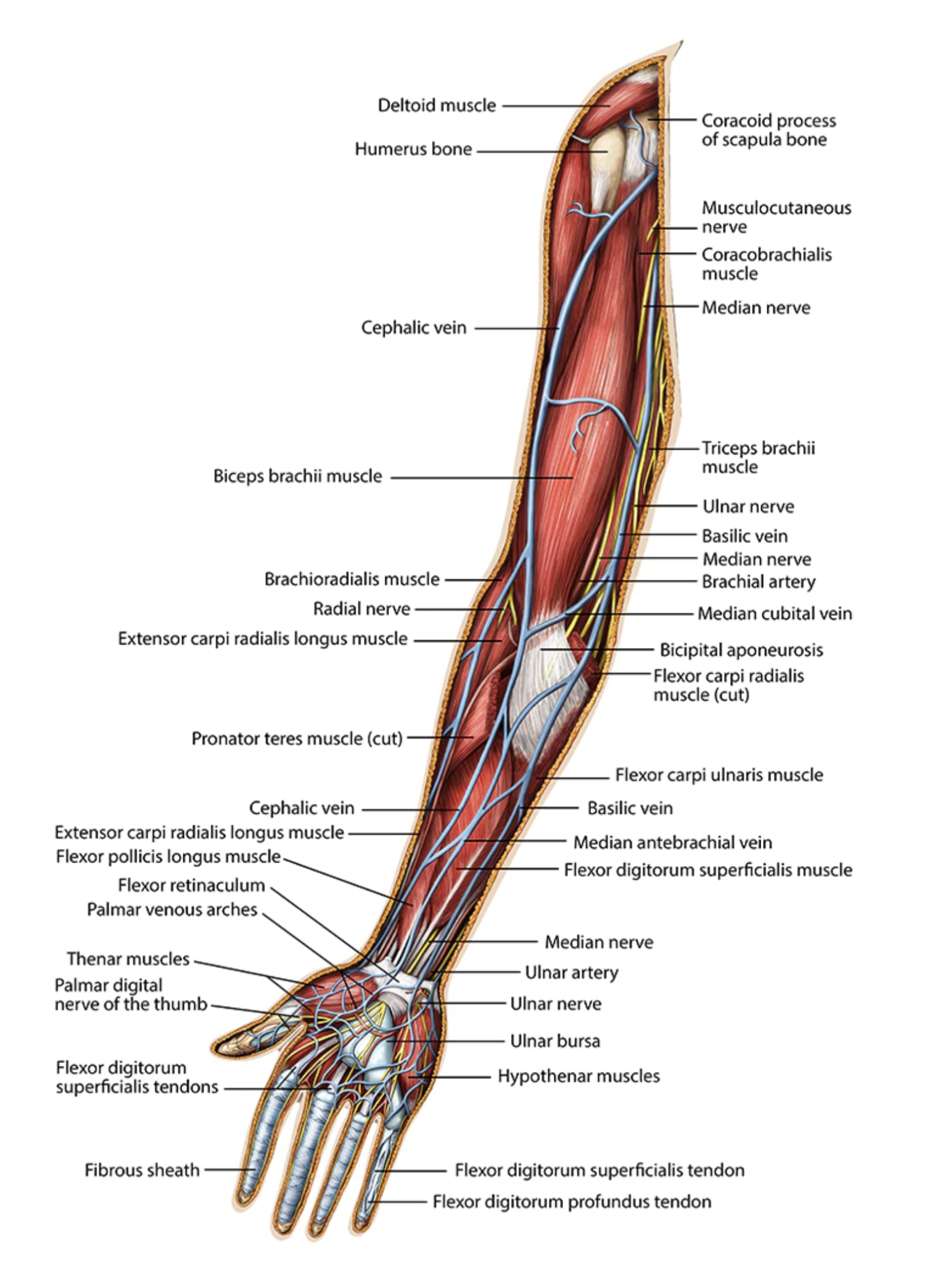 Dr. Livingston's Anatomy Puzzle Right Arm - Recess Games LLC