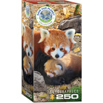 EuroGraphics Red Pandas 250pc