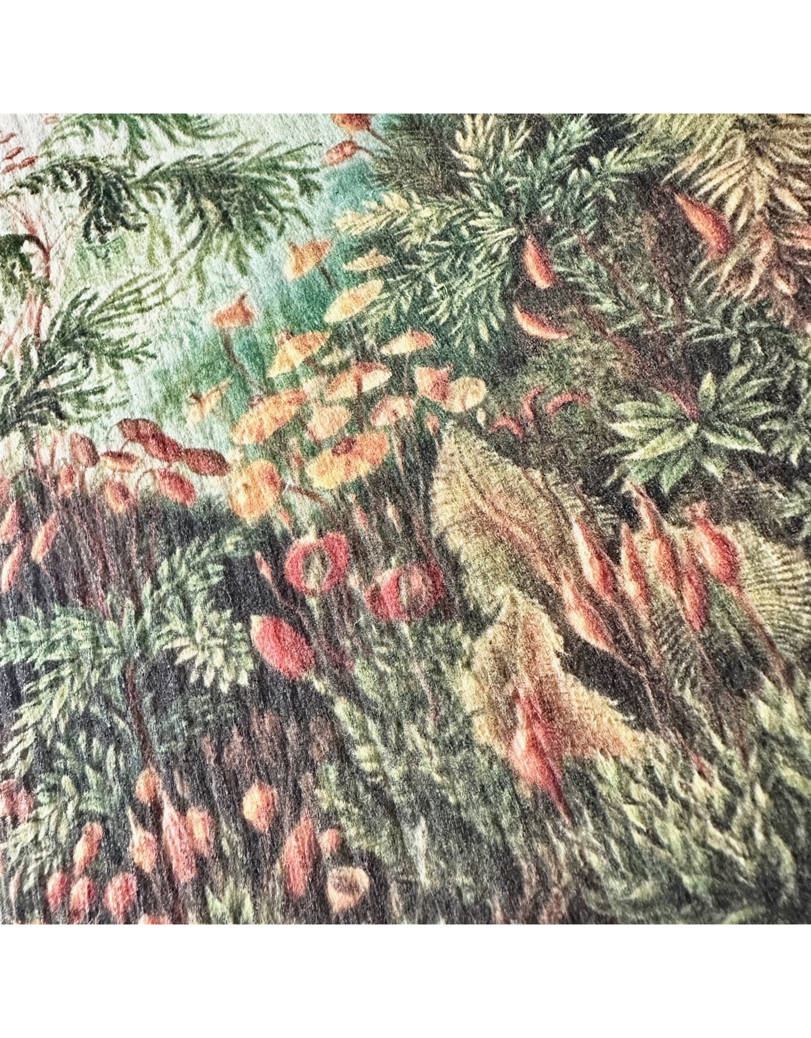 Pika & Bear Pika & Bear - "Pangaea" Ancient Forest Design Swedish Dishcloth