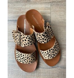 Los Cabos Los Cabos - Doti (Cheetah)