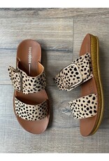 Los Cabos Los Cabos - Doti (Cheetah)