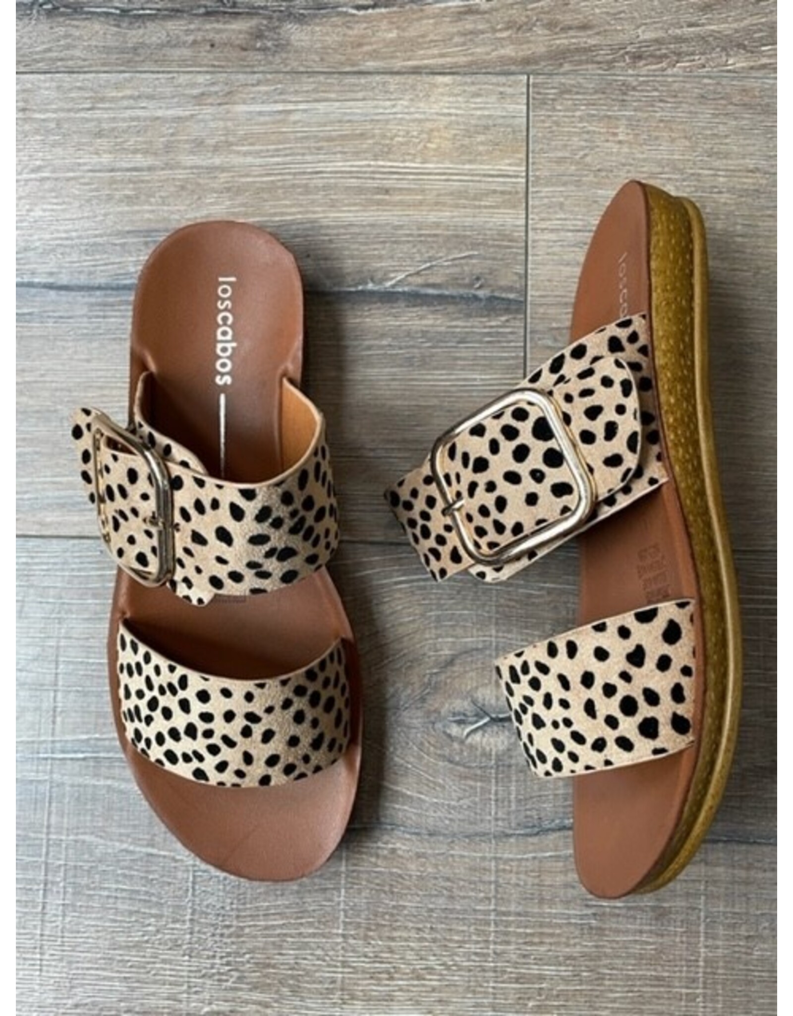 Los Cabos Los Cabos - Doti (Cheetah)