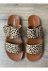 Los Cabos Los Cabos - Doti (Cheetah)