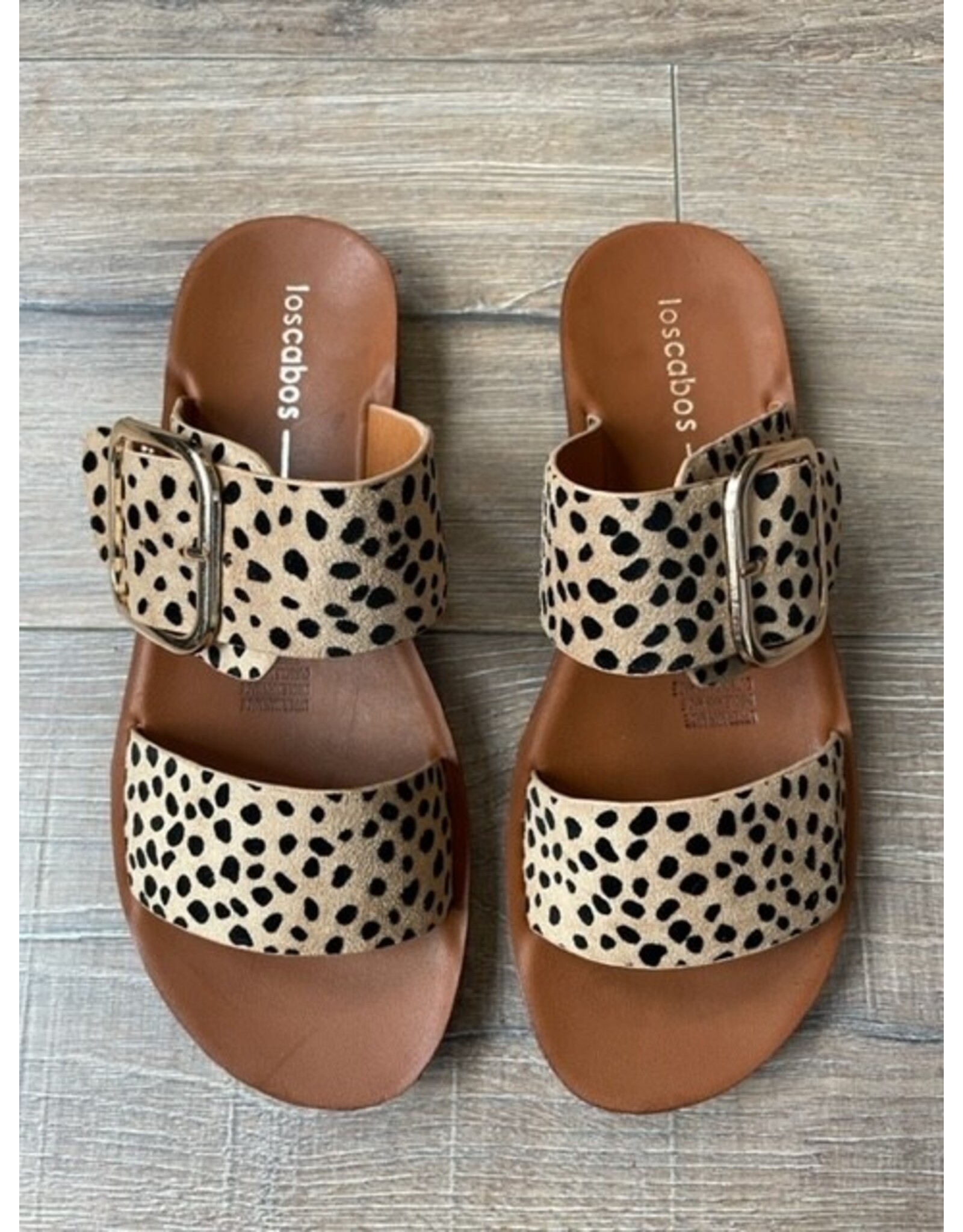 Los Cabos Los Cabos - Doti (Cheetah)