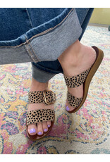 Los Cabos Los Cabos - Doti (Cheetah)