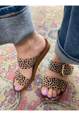 Los Cabos Los Cabos - Doti (Cheetah)