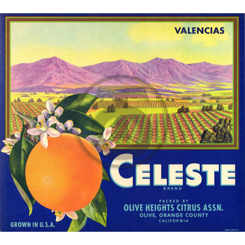 Celeste Valencias Olive Heights Citrus Assn