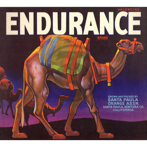 Endurance Santa Paula Orange Assn Endurance Santa Paula Orange Assn