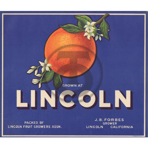 Lincoln Orange J B Forbes Grower Lincoln CA