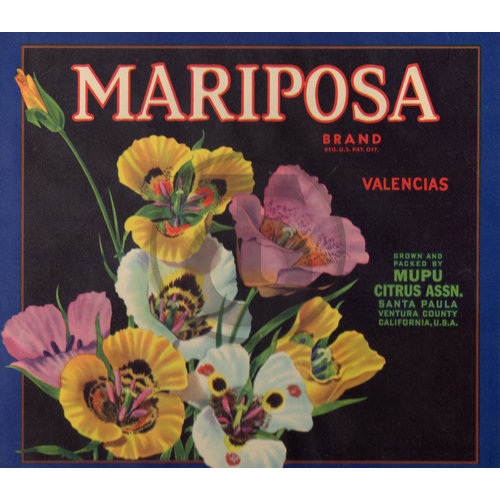 Mariposa Brand Valencias Mupu Citrus Assn Santa Paula