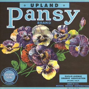 Pansy Upland Brand Pansy Upland Brand
