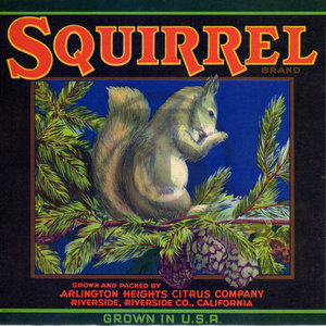 Squirrel