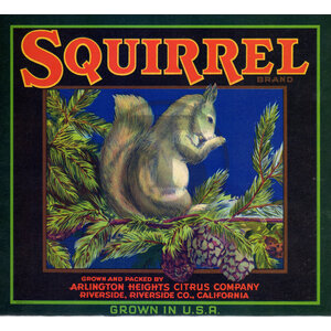 Squirrel Squirrel
