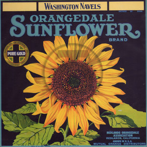 Sunflower Orangedale Washington Navels